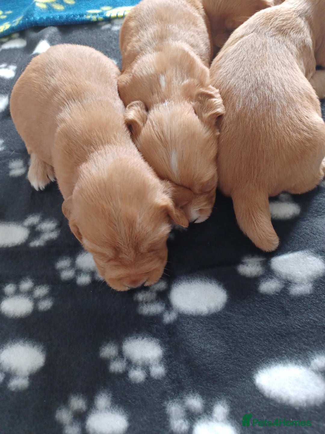 Cocker Spaniel dogs for sale: Kc registered cocker spaniel puppies - Image 12
