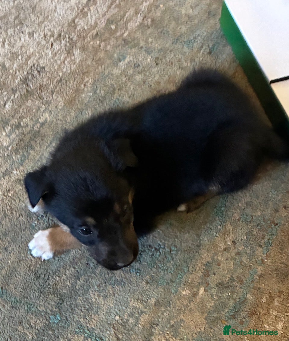 Border Collie dogs Adorable border collie puppies  - Advert 1