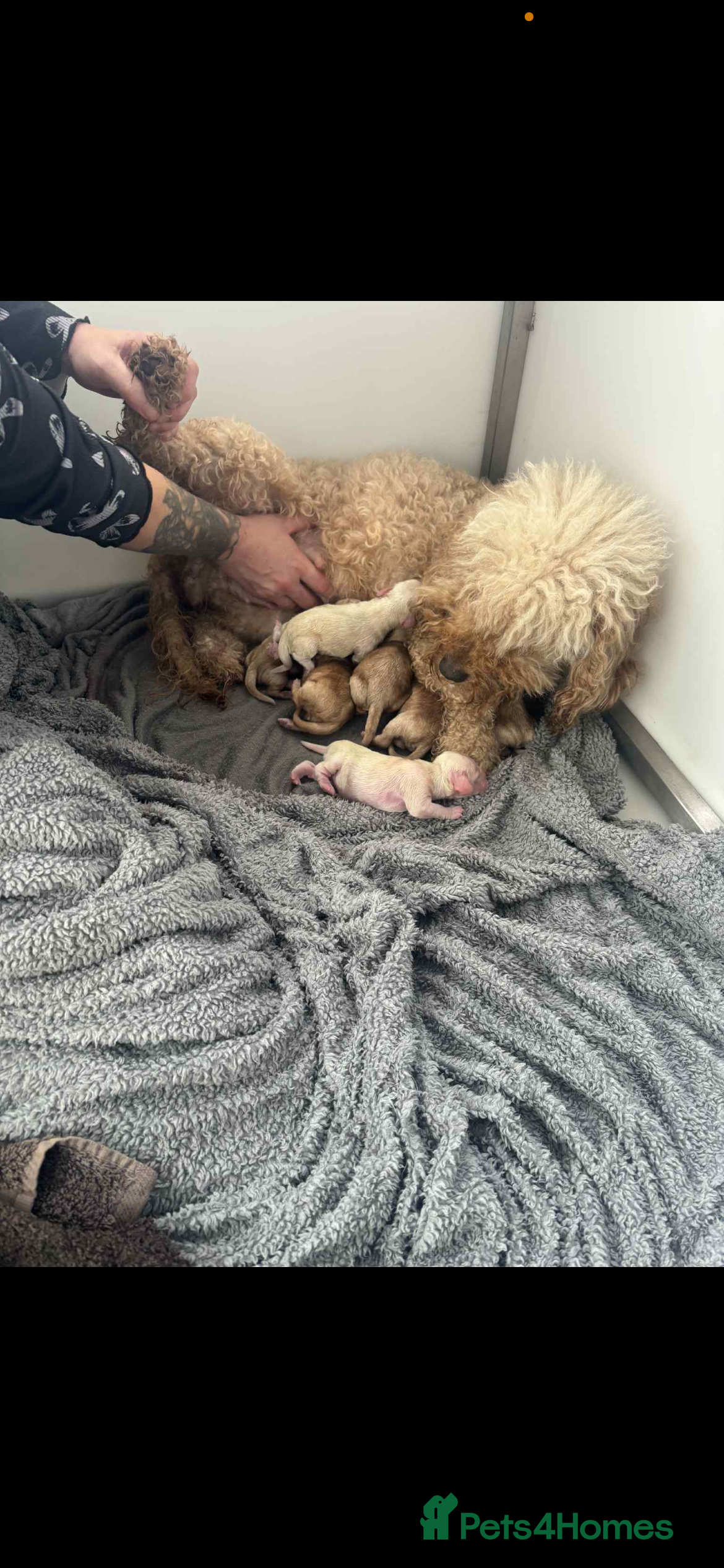 Cockapoo dogs Cockapoo’s - Advert 4