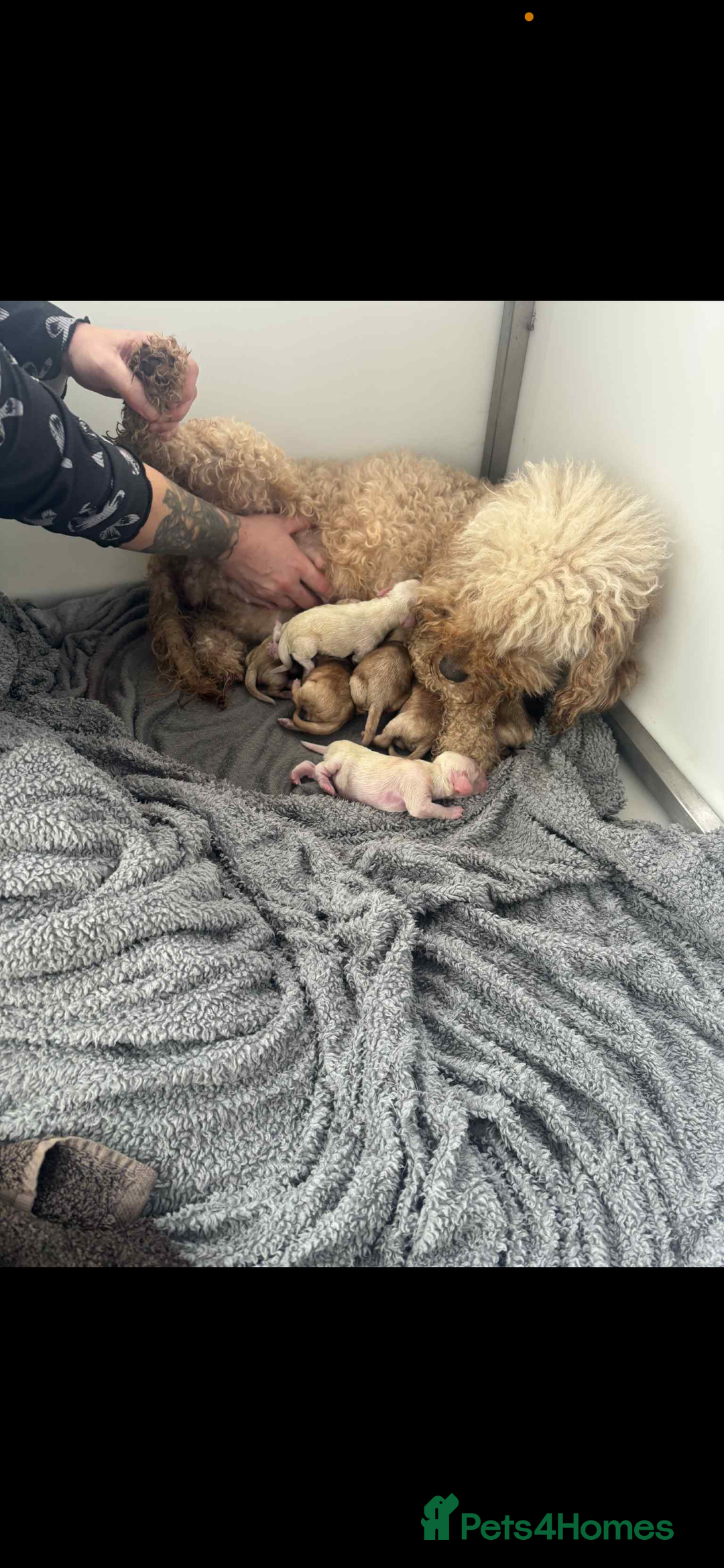 Cockapoo dogs for sale: Cockapoo’s - Advert 1