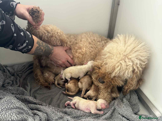 Cockapoo dogs Cockapoo’s - Advert 1