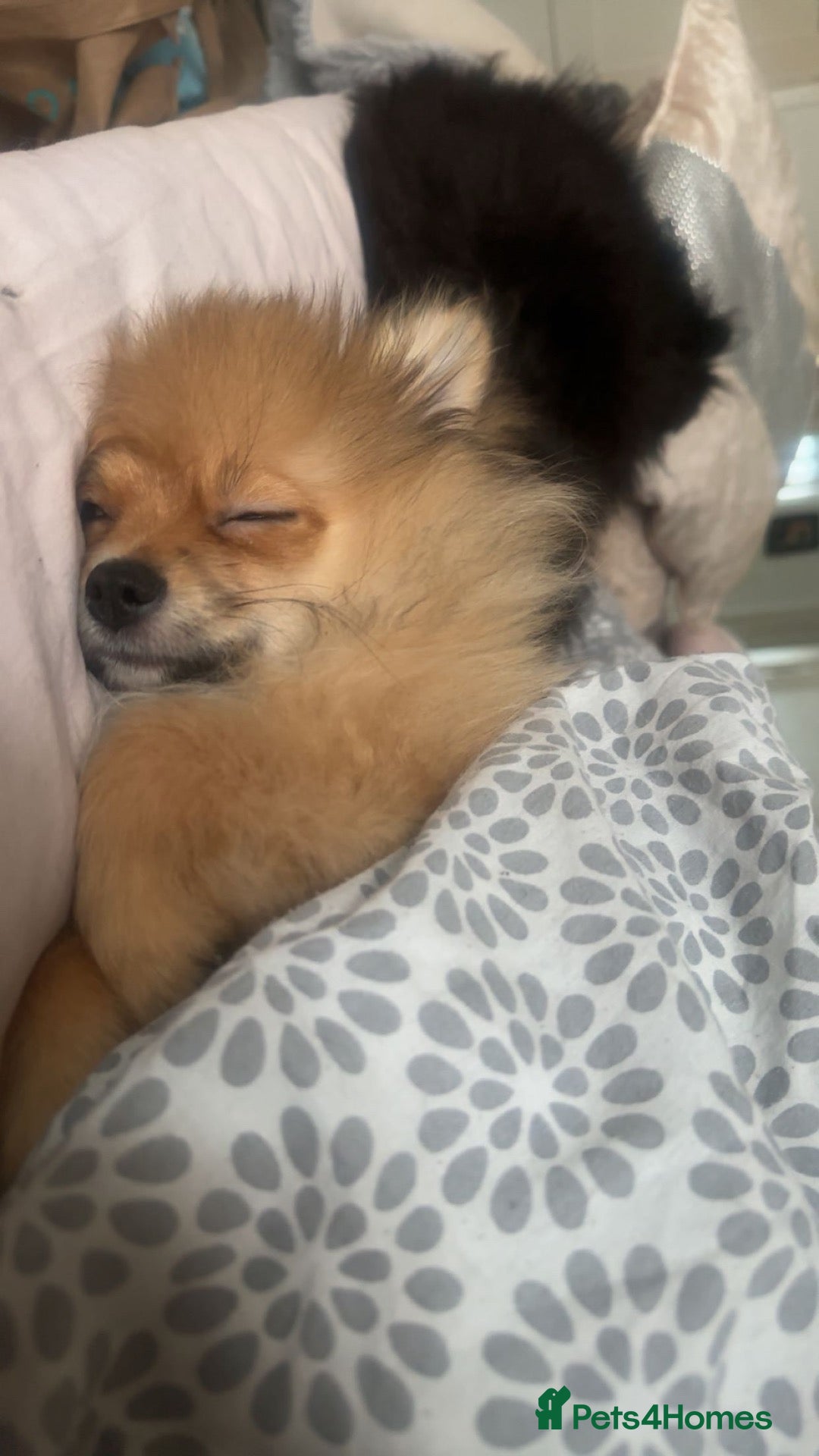 Pomeranian dogs Pomerian  - Advert 1