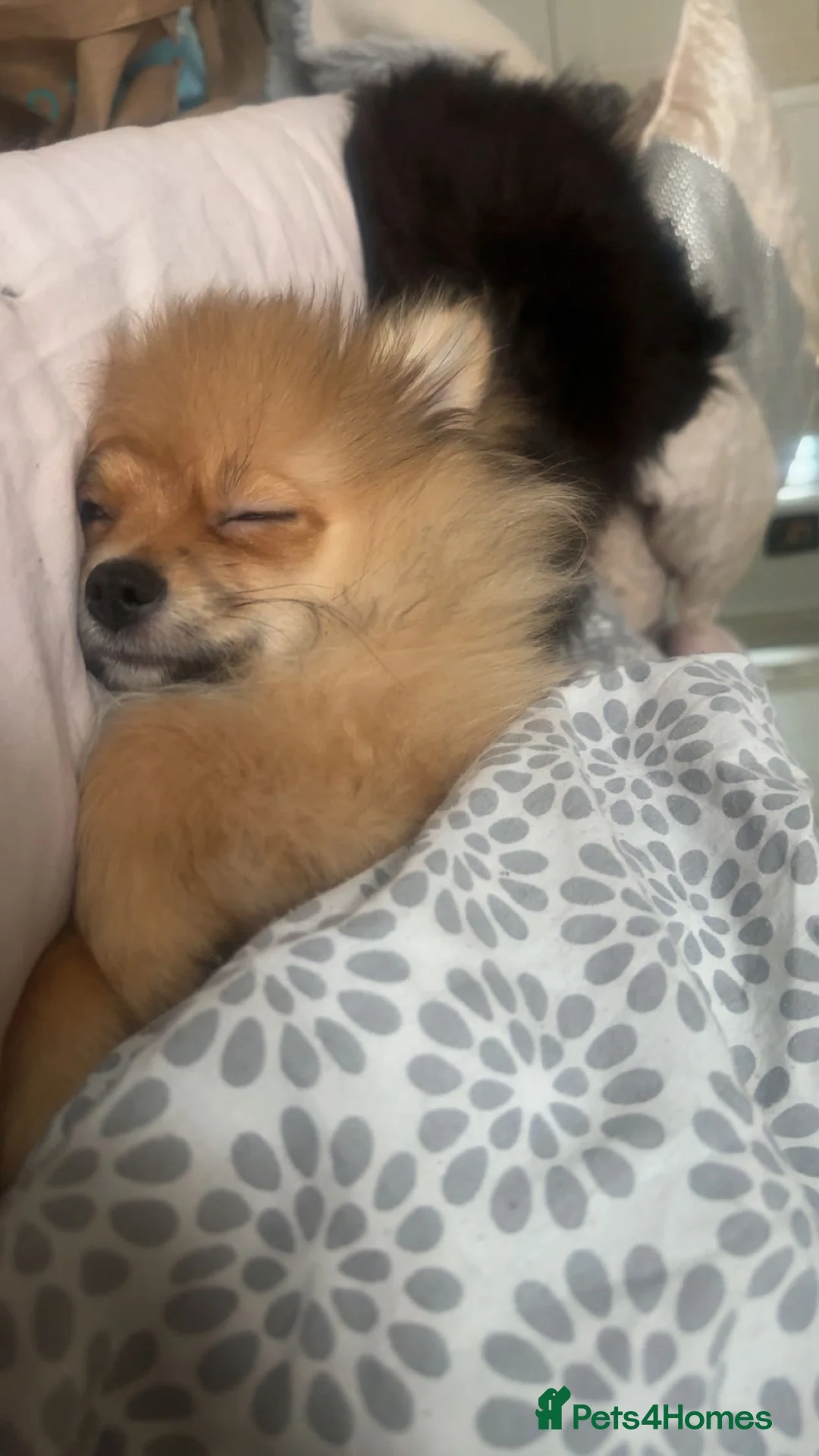 Pomeranian dogs for sale: Pomerian  - Advert 1