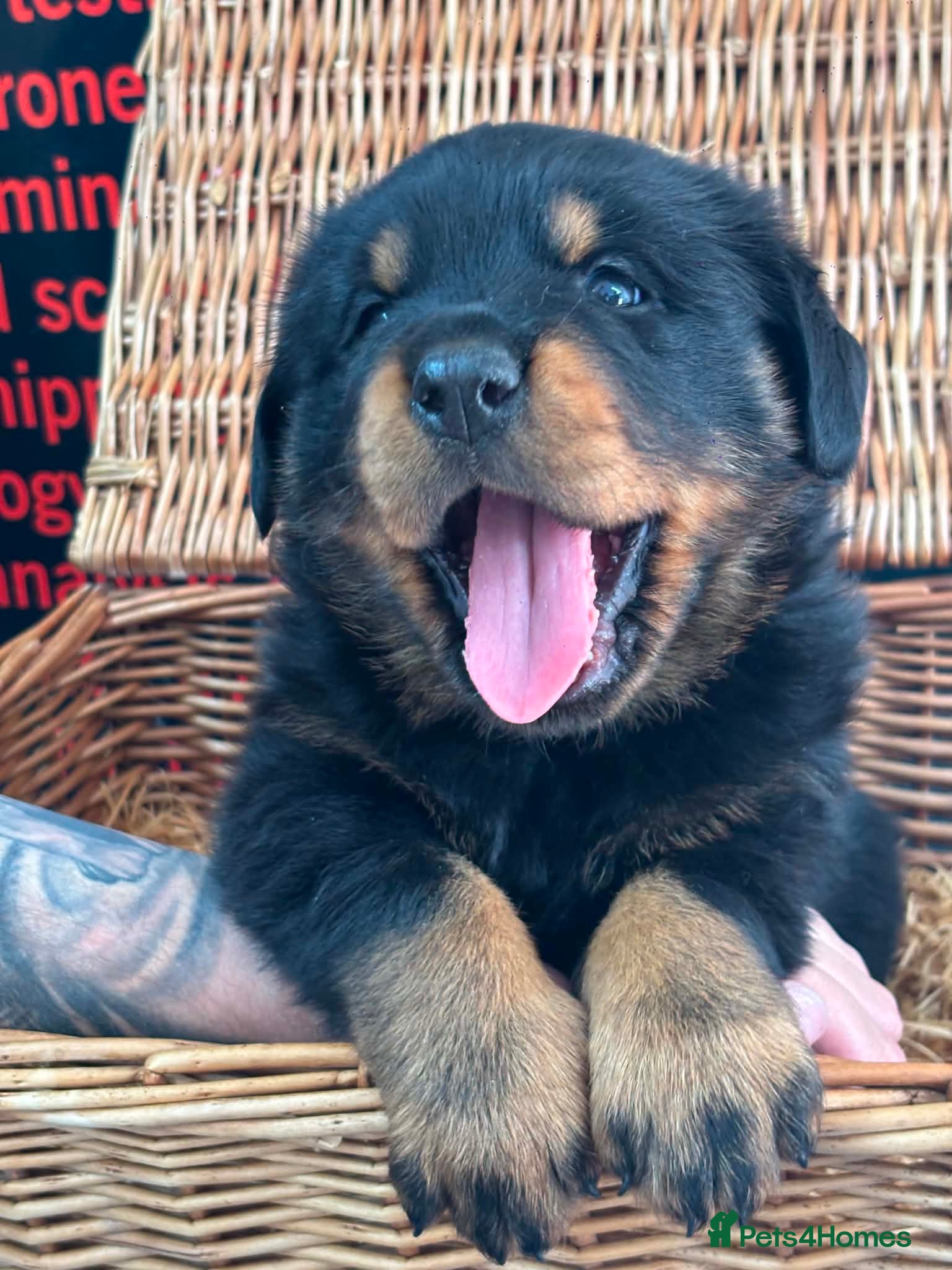 Rottweiler dogs 3 big chunky Rottweiler pups - Advert 1