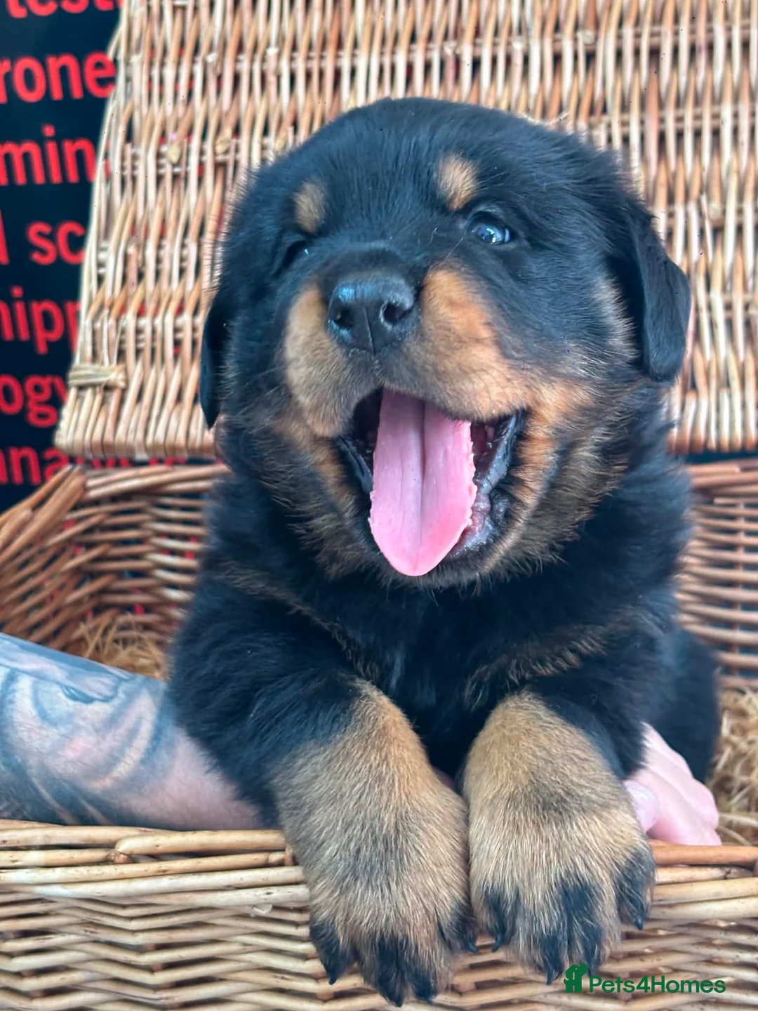 Rottweiler dogs for sale: 3 big chunky Rottweiler pups - Advert 1