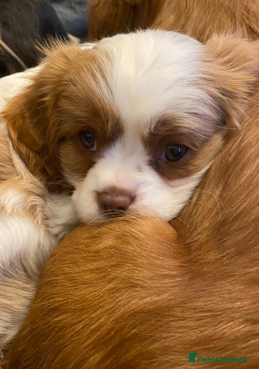 Cavalier King Charles Spaniel dogs Kc reg Choc Blenheim  🤎  - Advert 15