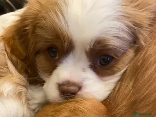 Cavalier King Charles Spaniel dogs Kc reg Choc Blenheim 🤎 - Advert 15