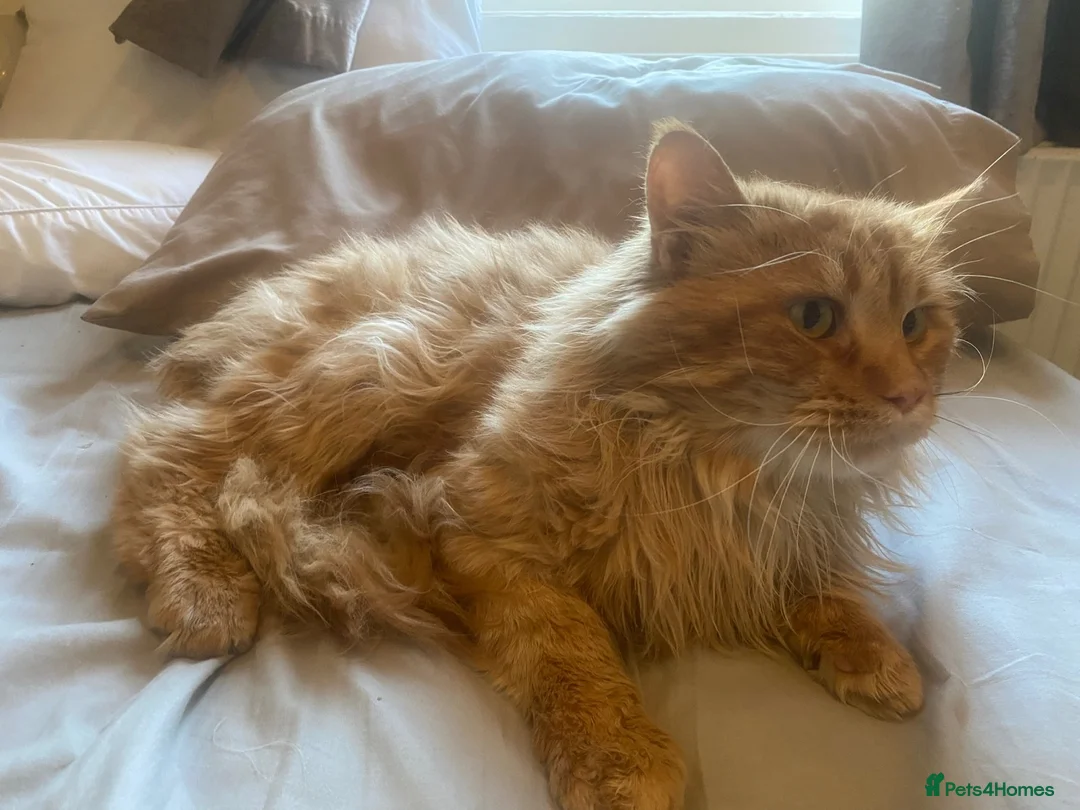 Maine Coon cats for stud: 🔥 **ADMOOSL COMET — AT STUD** 🔥 TICA ACTIVE  - Advert 7