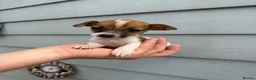 Jack Russell dogs for sale: Jack Russell Puppies - Advert 6