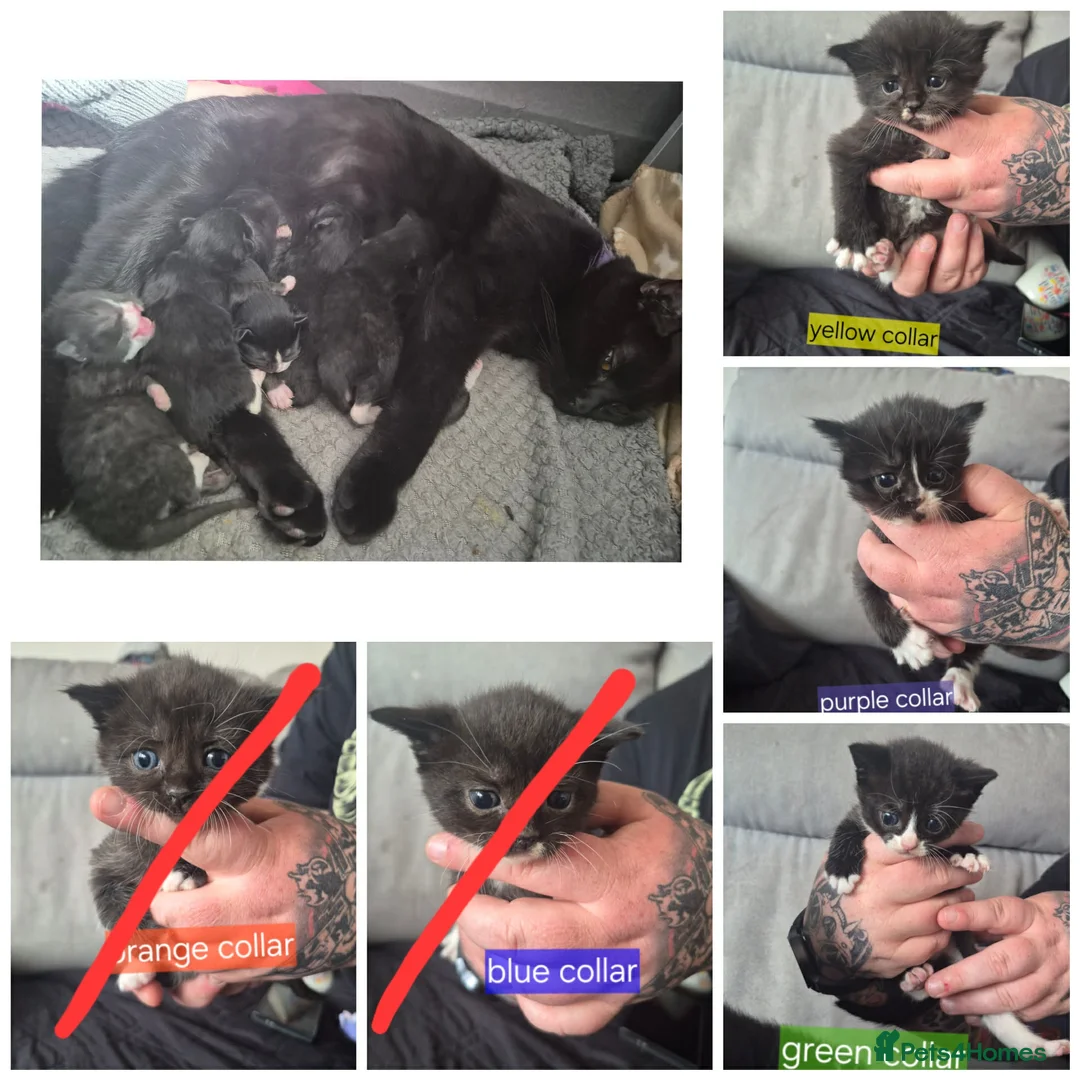 Mixed Breed cats for sale: Mixed breed kittens - Advert 1