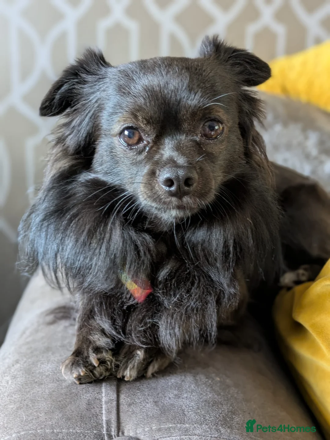 Chihuahua dogs for stud: Elvis is in the building and looking for ladies.  - Advert 2