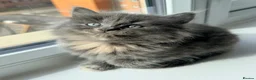British Longhair cats for sale: Fluffy British Short hair X British Long Hair  - Advert 12