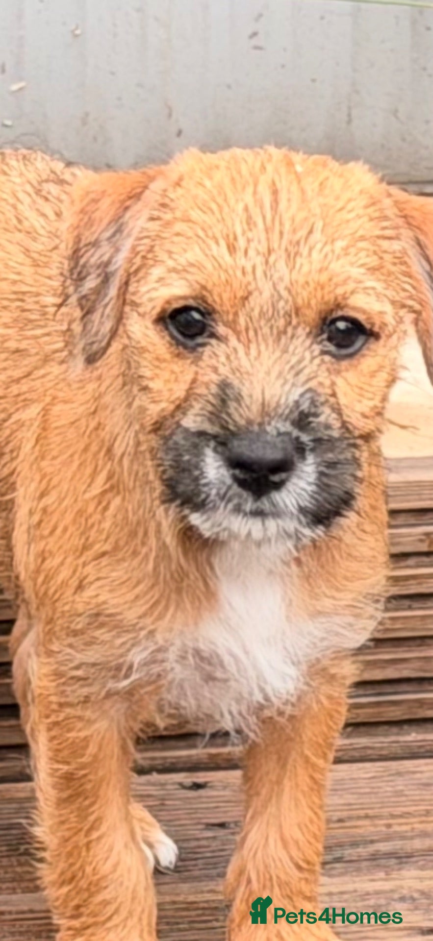 Mixed Breed dogs Border terrier mix - Advert 3