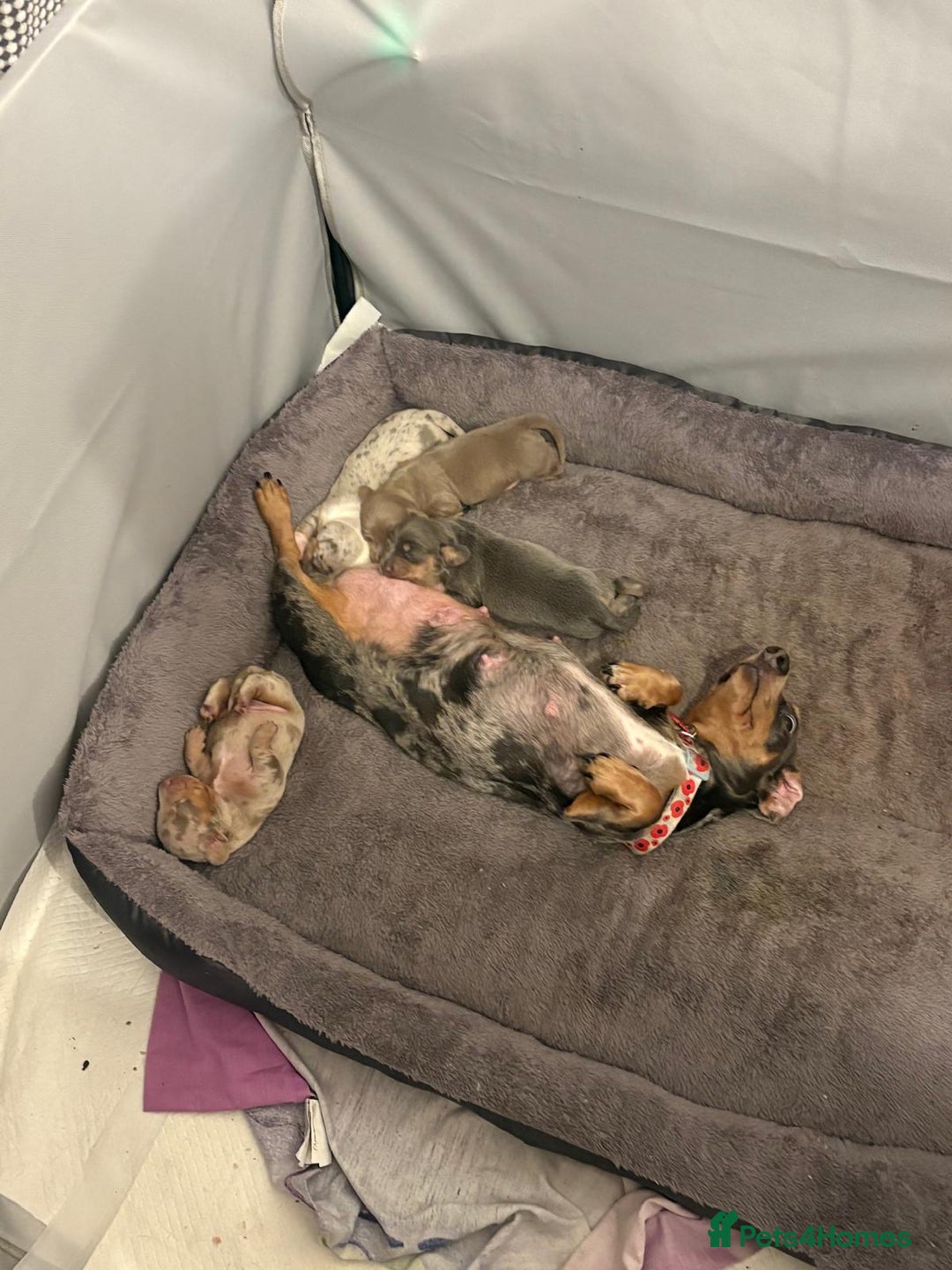 Miniature Dachshund dogs for sale: Beautiful Miniature dachshund pups  - Advert 10