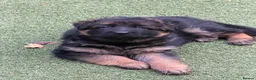 German Shepherd dogs for sale: Long hair Czech/Polish German Sherpard - Advert 15