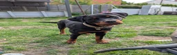 Rottweiler dogs for sale: 6 Month old Female German Rottweiler - Advert 1