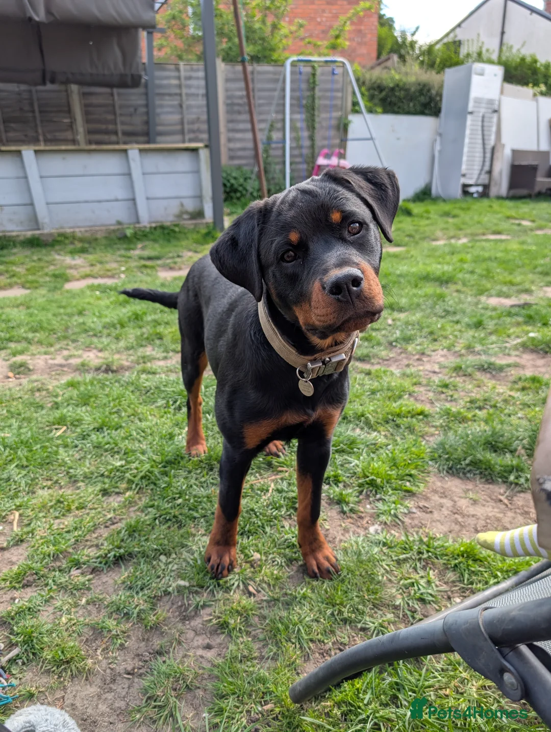 Rottweiler dogs for sale: 6 Month old Female German Rottweiler - Advert 1