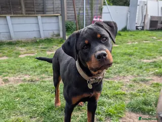 Rottweiler dogs 6 Month old Female German Rottweiler - Advert 1