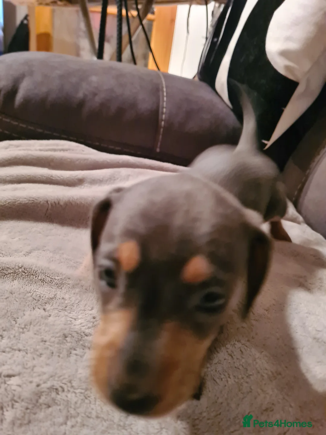 Miniature Dachshund dogs for sale: Beautiful Miniature Dachshund Girls  - Advert 4
