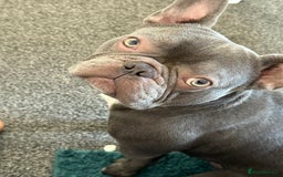 French Bulldog dogs for sale: French bulldog  - Image 1