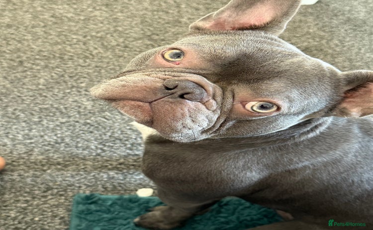 French Bulldog dogs - Advert 15