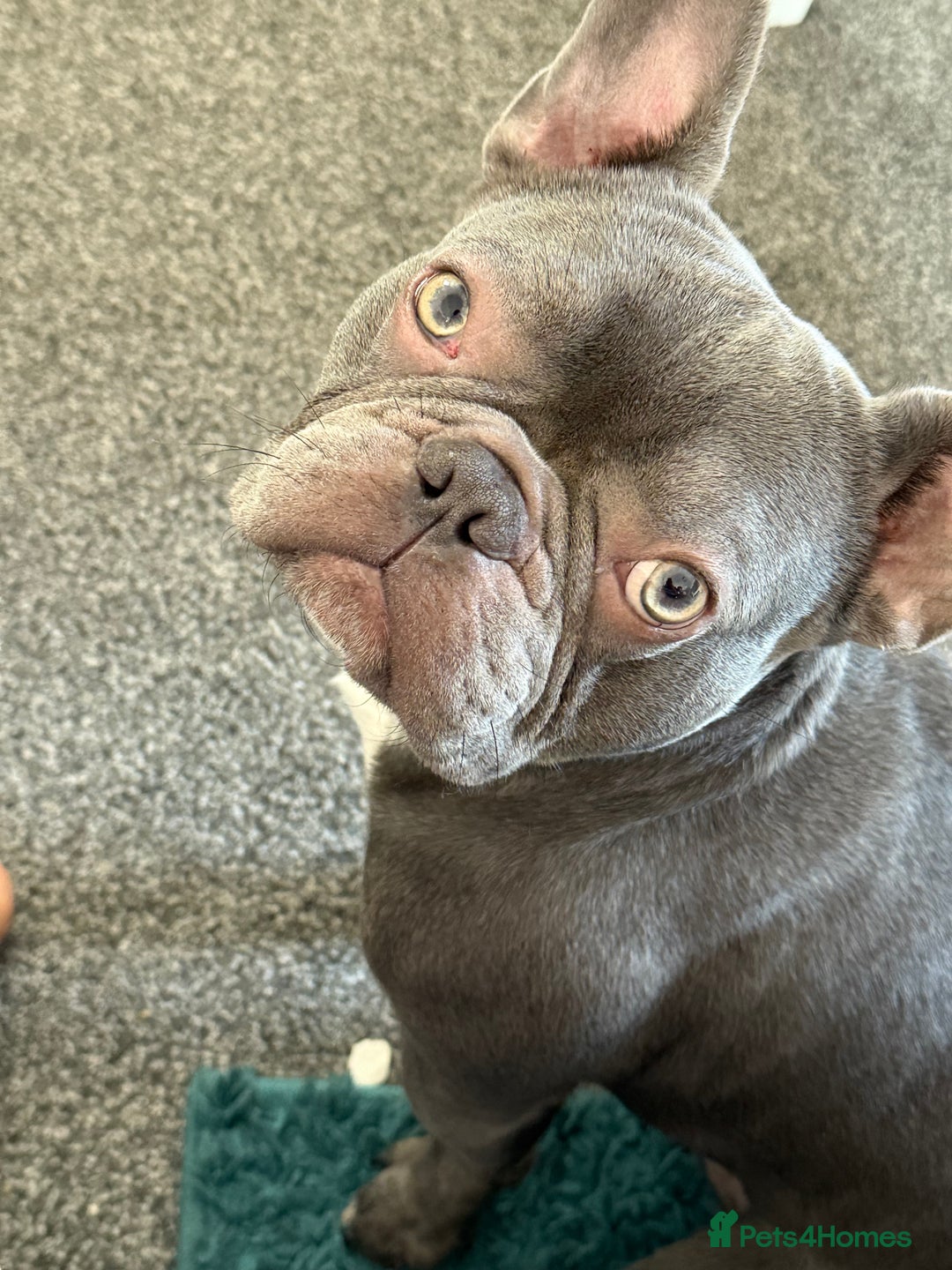 French Bulldog dogs for sale: French bulldog  - Image 1