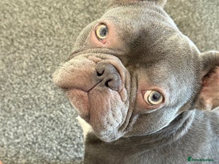 French Bulldog dogs - Advert 26