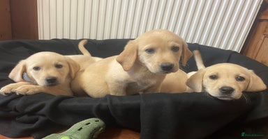 Labrador Retriever dogs - Advert 4