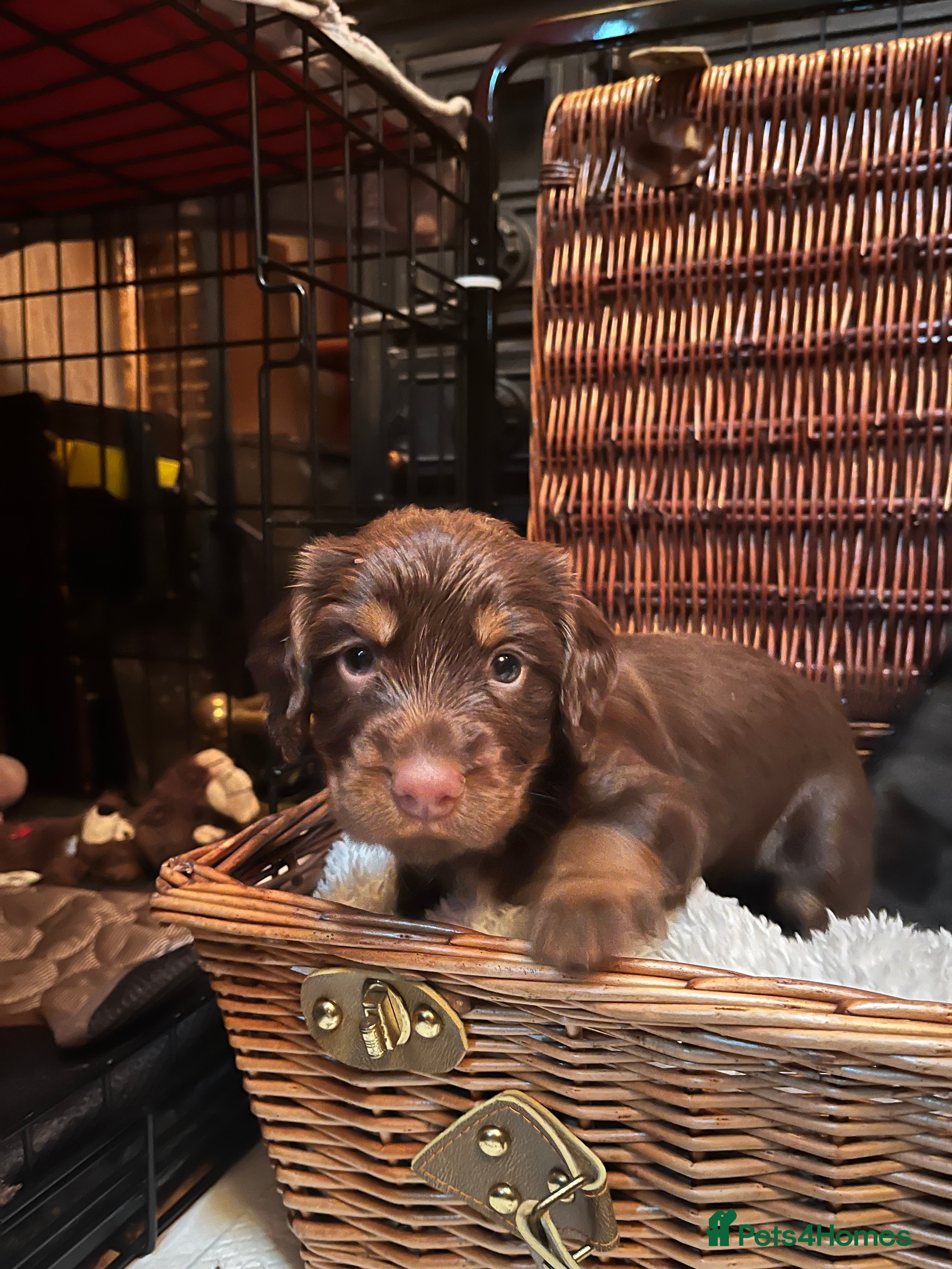 Cocker Spaniel dogs Working Cocker Spaniel Puppies for Sale - Advert 2