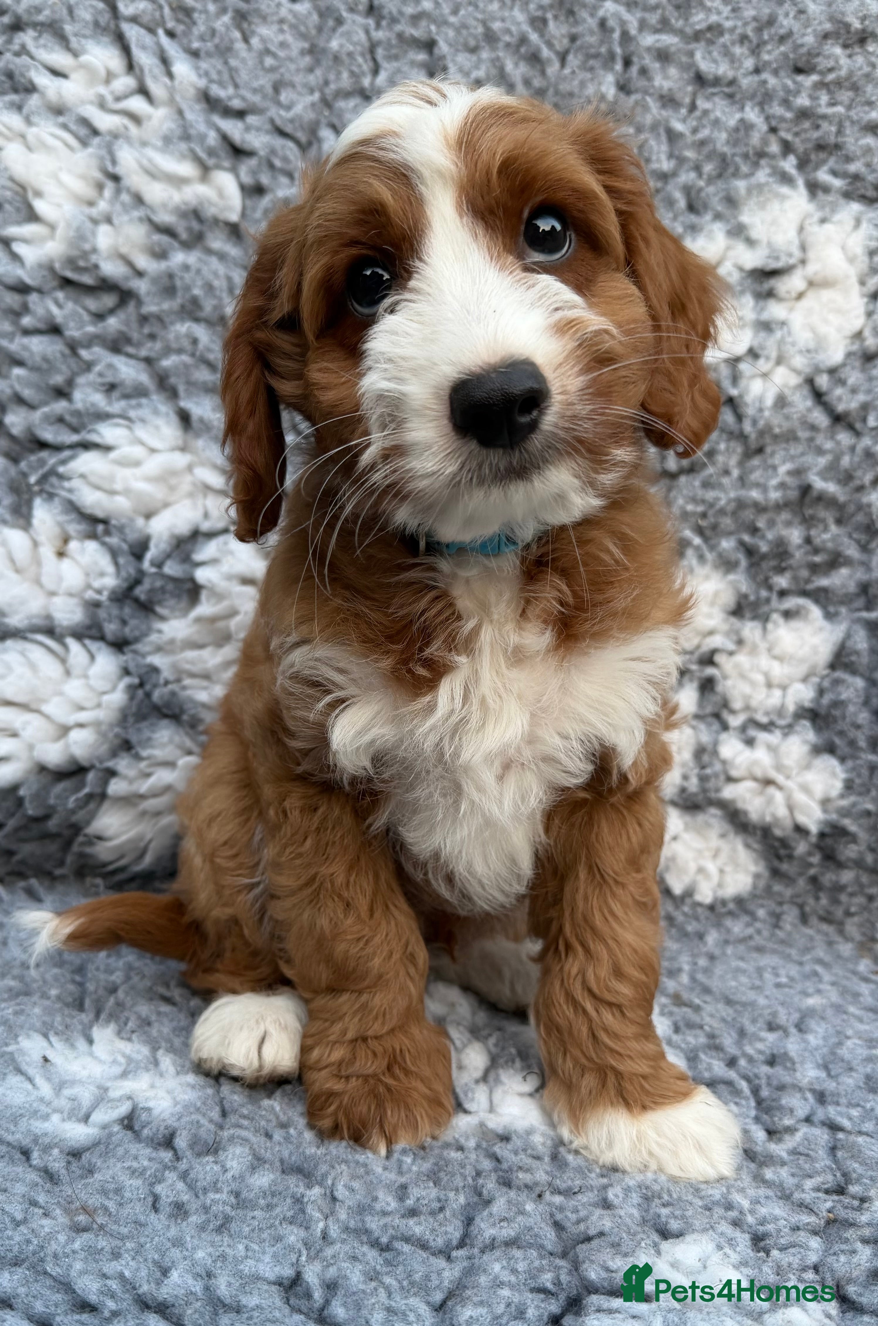 Australian Labradoodle dogs Stunning Miniature Australian Labradoodles - Advert 2