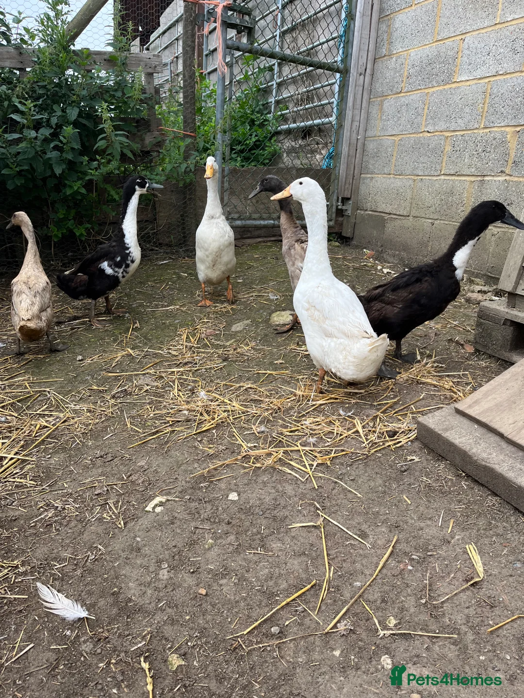 Ducks poultry for sale: Ducks for sale  in Dorking - Advert 1