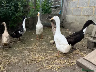Ducks poultry Ducks for sale - Advert 2