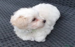 Maltese dogs for sale: Maltese Puppy KC Registred 9 weeks old London EN5 - Image 20