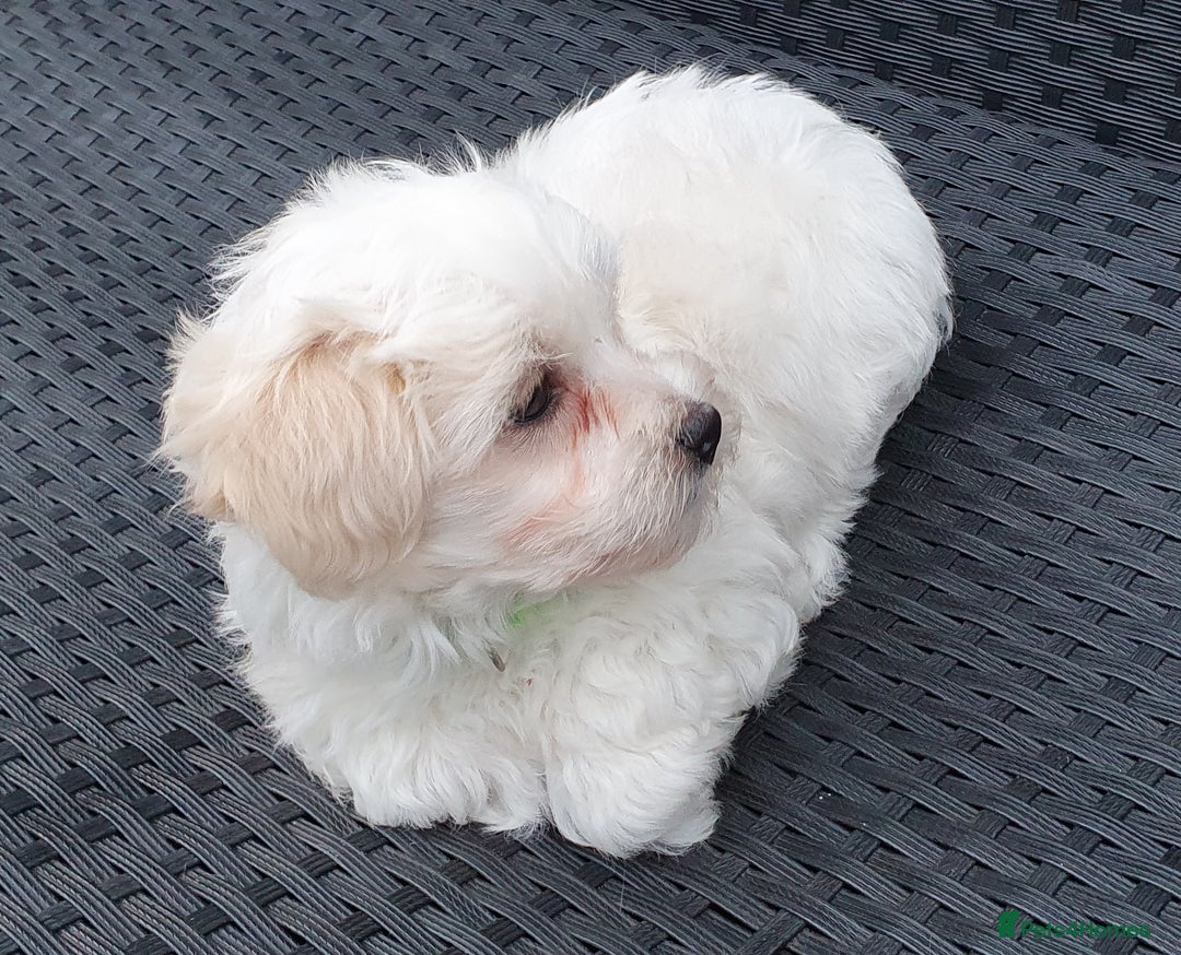 Maltese dogs for sale: Maltese Puppy KC Registred 9 weeks old London EN5 - Image 20