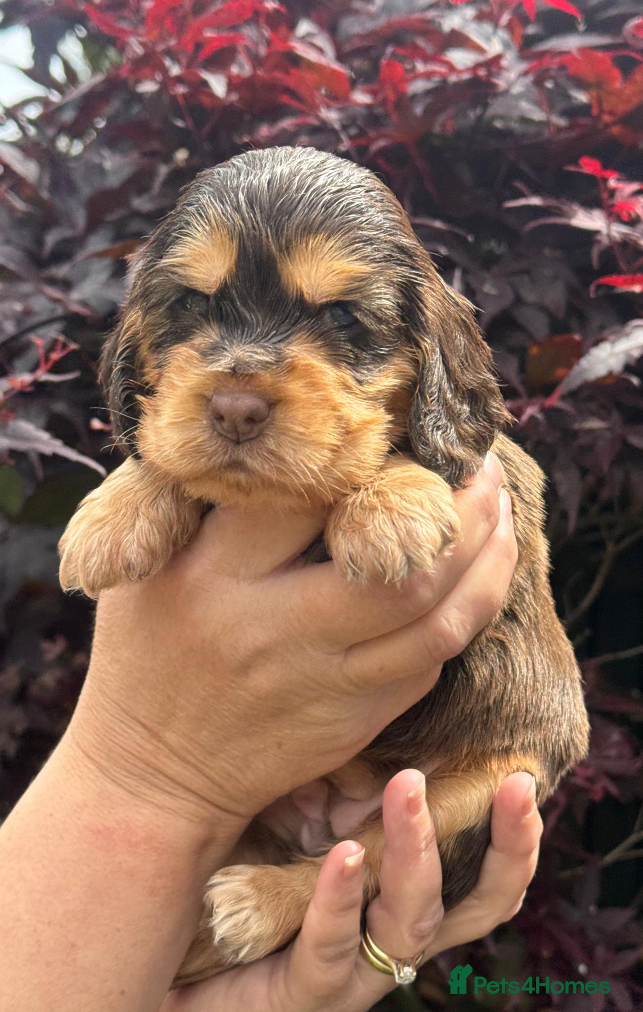 Cocker Spaniel dogs 💜🩷 OUTSTANDING KC SHOW COCKER SPANIELS 🌟 - Advert 1