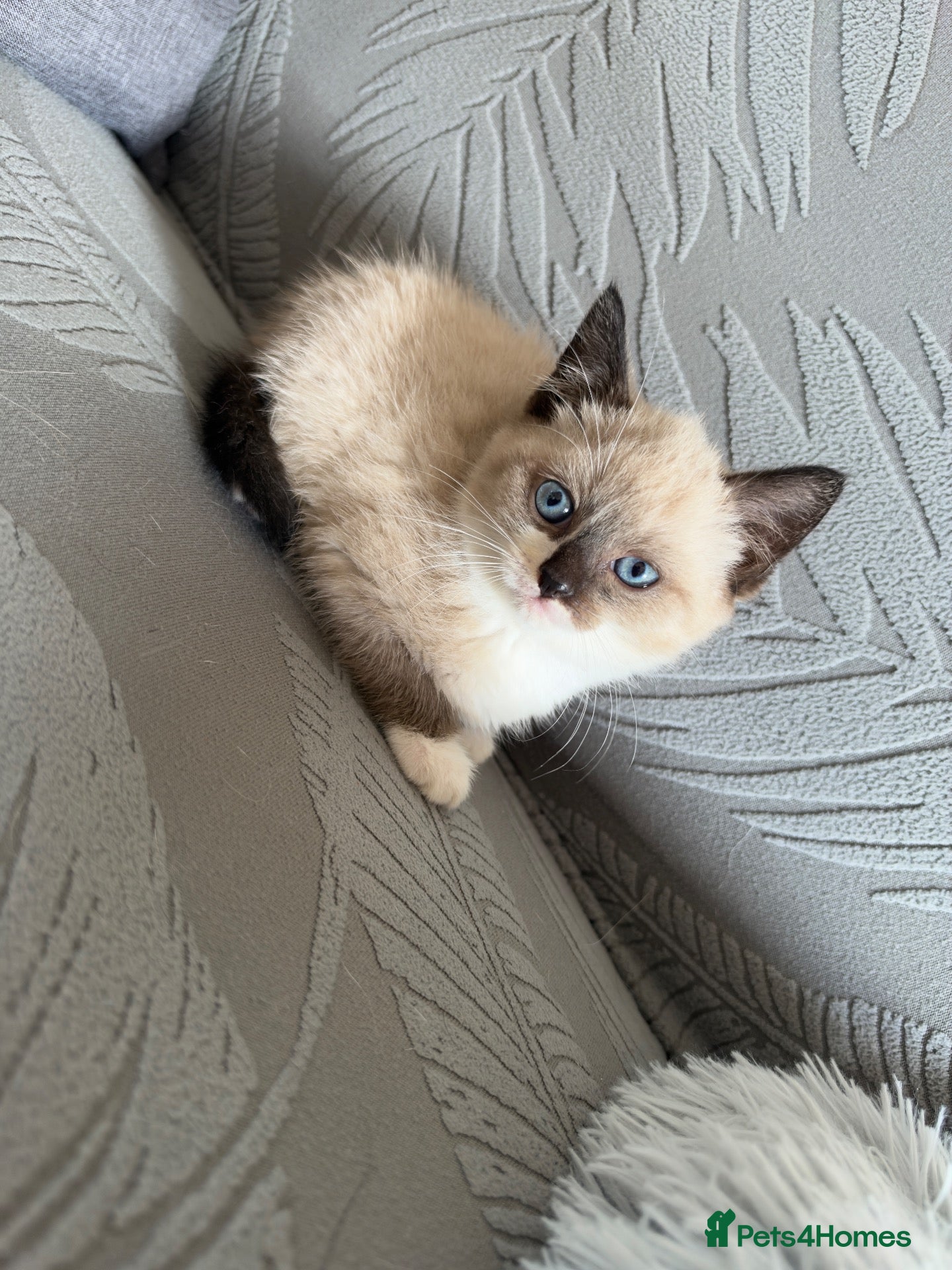 British Shorthair cats Adorable  British Shorthair Colourpoint Kitten - Advert 1