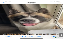 Akita dogs for sale: Beautiful American Akita Puppies  - Advert 7