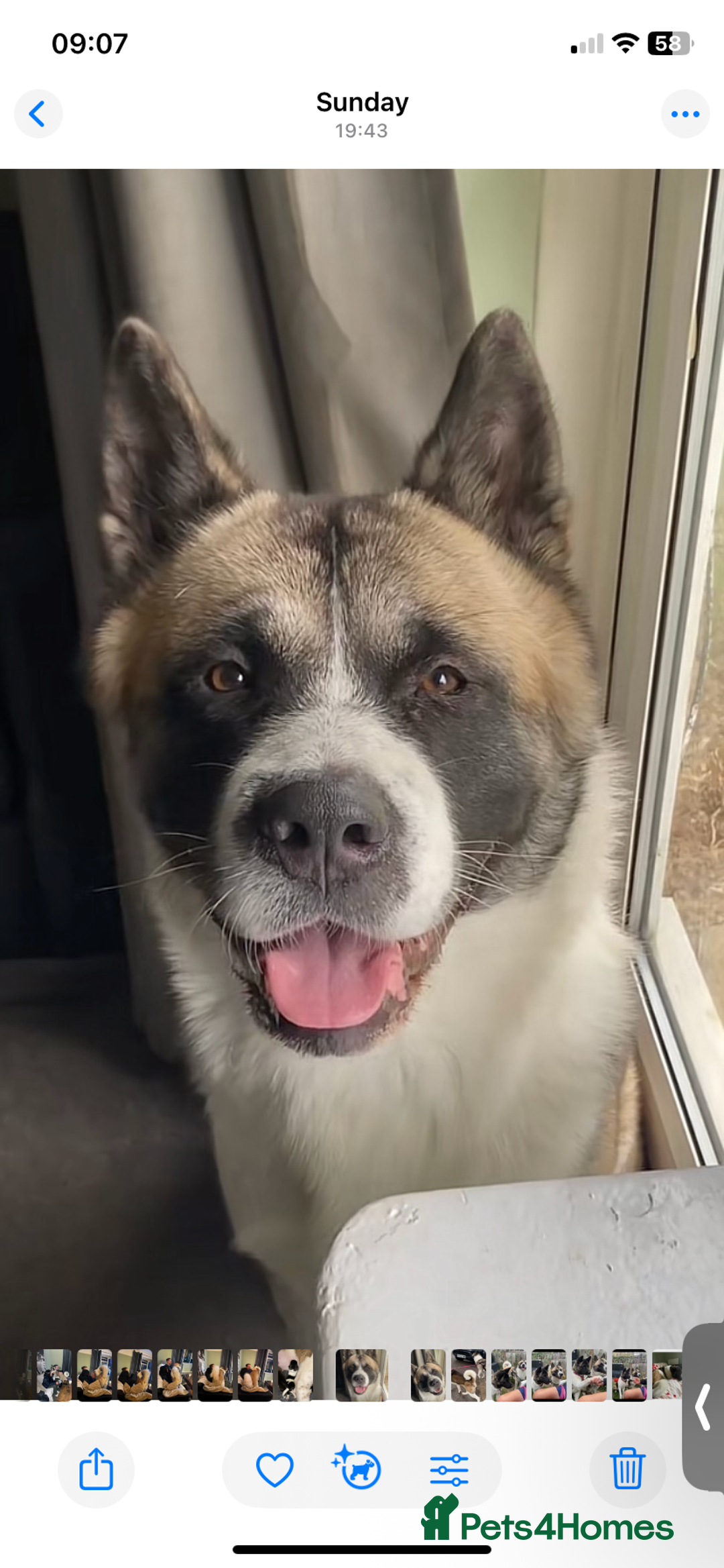 Akita dogs for sale: Beautiful American Akita Puppies  - Advert 7