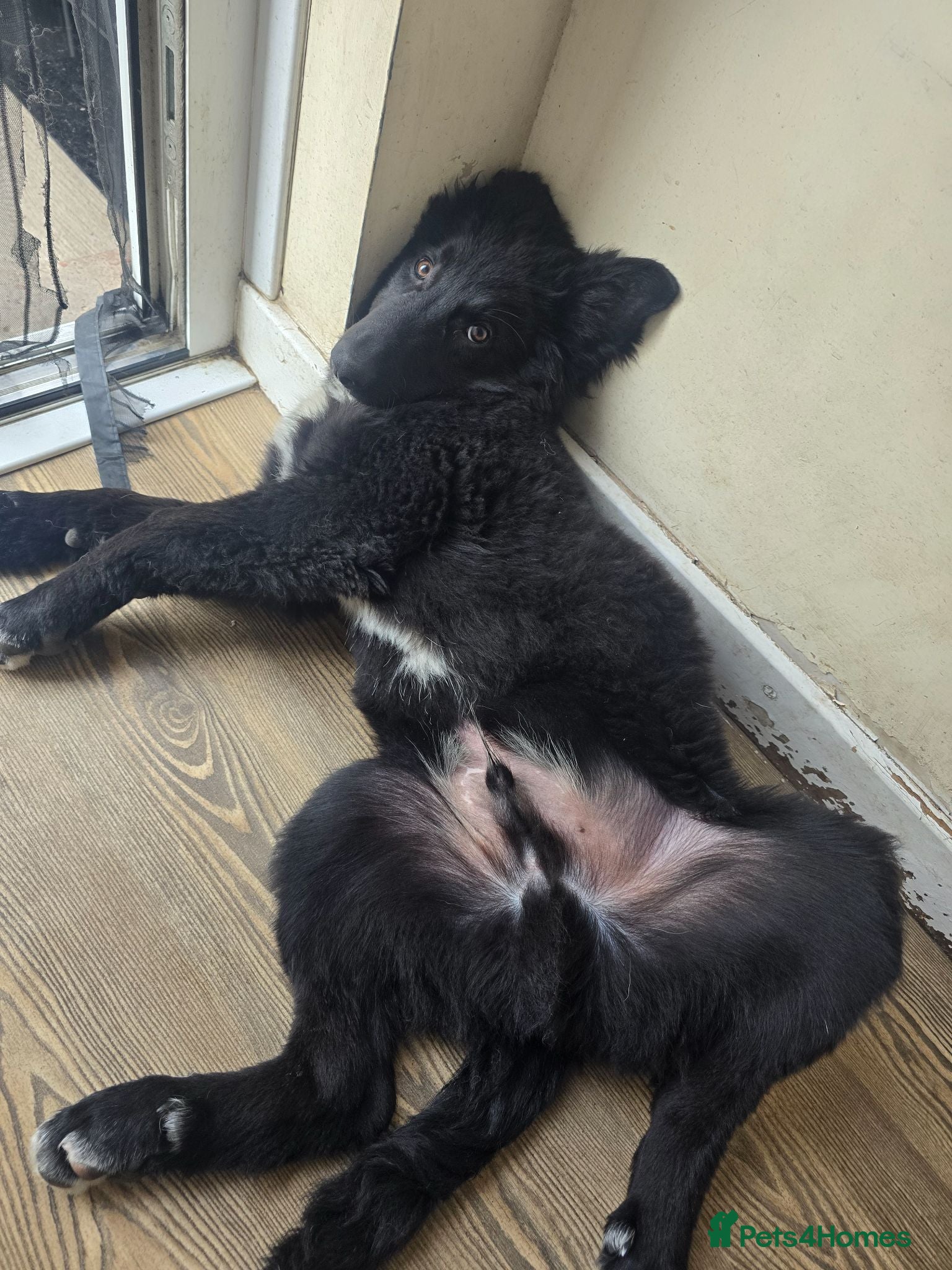 Mixed Breed dogs Beautiful happy boy for sale 💙  - Advert 4
