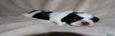 Shih Tzu 3
