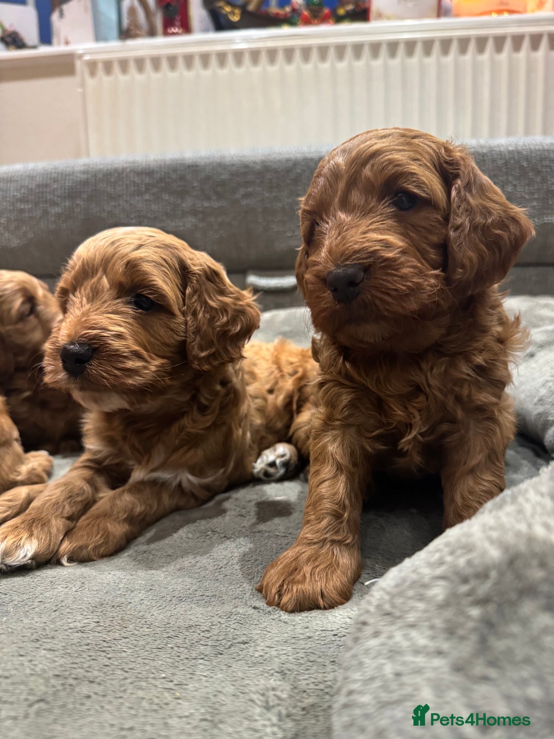 Cockapoo dogs for sale: Red cockapoos *DNA CLEAR* - Advert 7