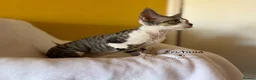 Devon Rex cats for sale: 2 girls available soon  - Advert 6