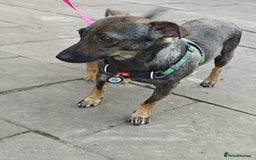 Mixed Breed dogs for adoption: 💖🐶 MALVA 🐶💖 - Image 2