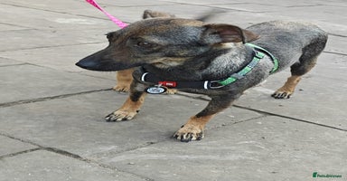 Mixed Breed dogs - Advert 6