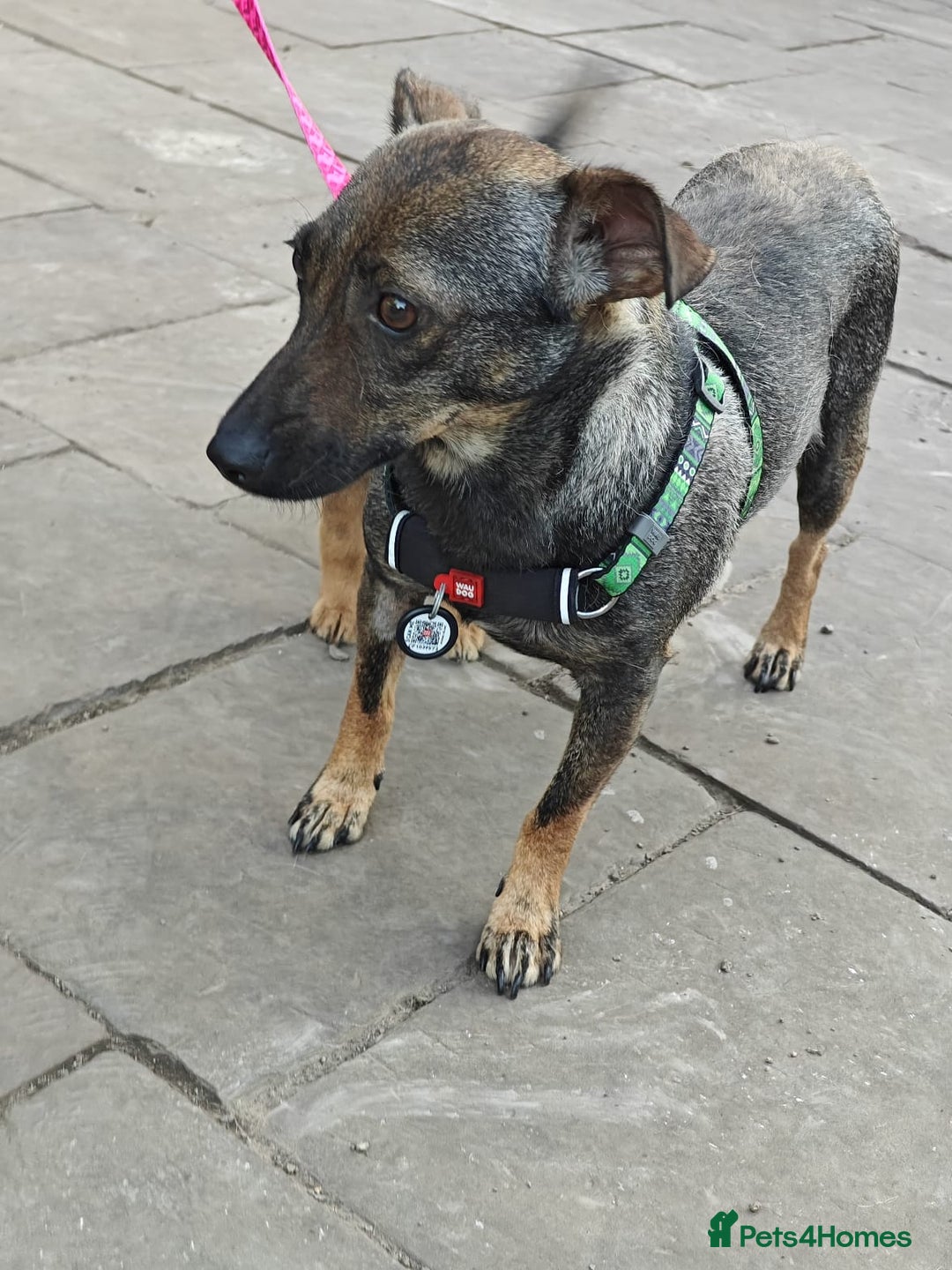 Mixed Breed dogs for adoption: 💖🐶 MALVA 🐶💖 - Image 2