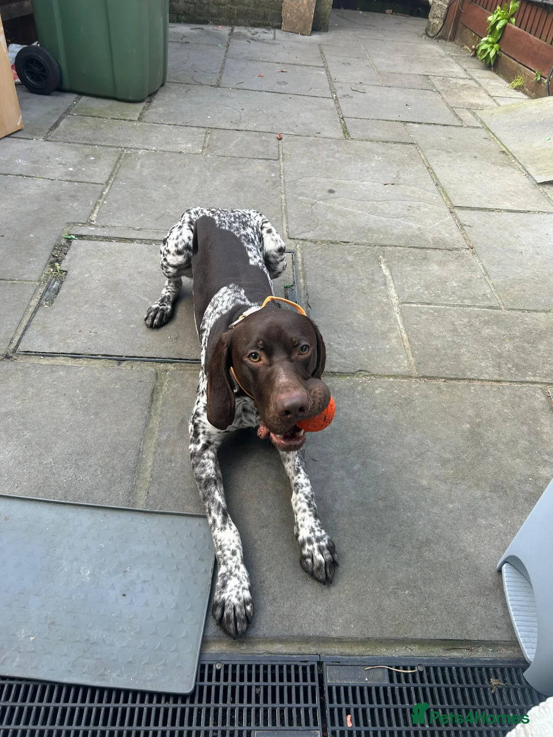 German Shorthaired Pointer dogs for sale: KC Registered German Shorthaired Pointer 18 Months - Advert 5
