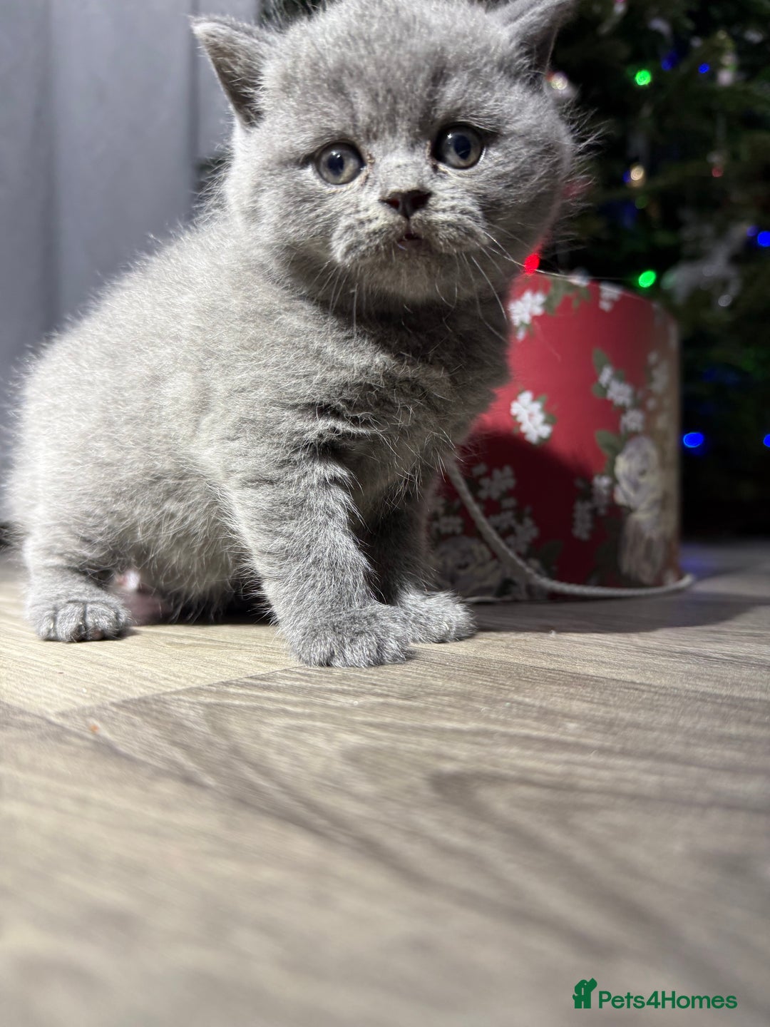 British Shorthair cats for sale: Beautiful British Shorthair Blue Kittens Available - Advert 19