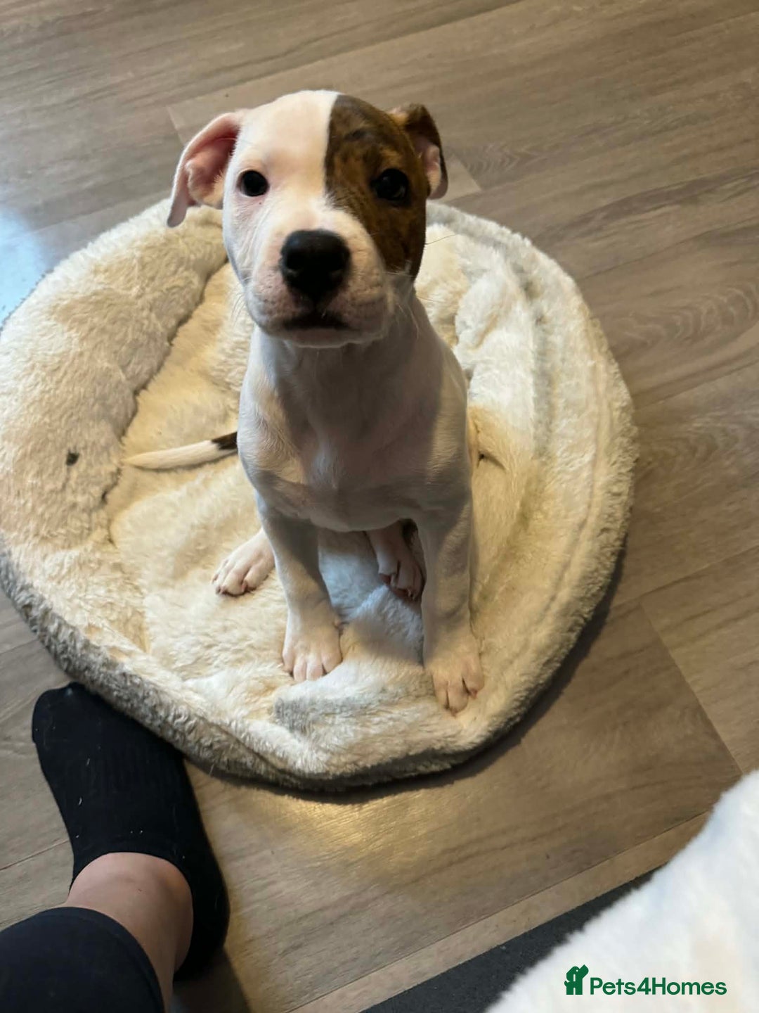 Staffordshire Bull Terrier dogs for sale: Staffordshire puppies  - Advert 6