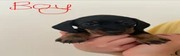 Miniature Dachshund dogs for sale: Gorgeous short-haired Miniature Dachshund pups  in Musselburgh - Advert 14