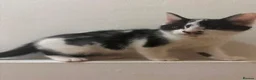 Mixed Breed cats for sale: Sweet and fluffy kitten - Advert 3